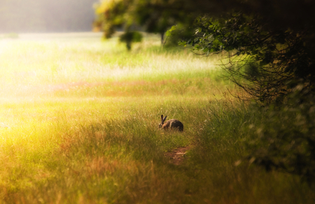 Rabbit - pretty, amazing, meadow, forest, stunning, gorgeous, field, nice, rabbit, beautiful, bunny, sweet, wonderful, autumn, cute, adorable, grassland, animals