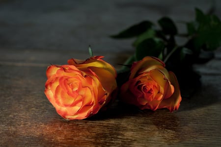 Say it with flowers.... - roses, flowers, orange, still life