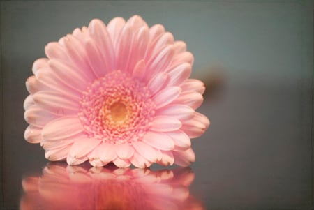 Pink Reflection - still life, gerbera, reflection, pink