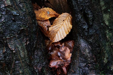 Winter Hideout - large, trunk, wood louse, bark, autumninal, golden, tree, leaves