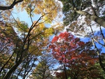 Colorful Trees