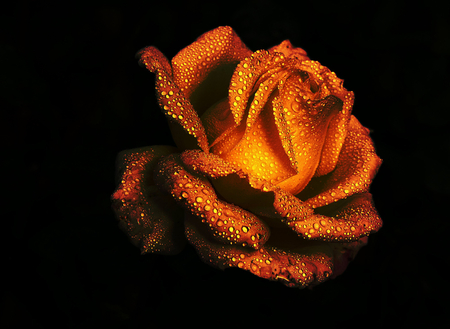 Golden Glow - pretty, black, water, rose, golden, droplets, orange, petals