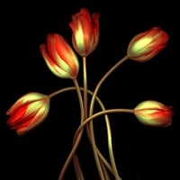 Lovely-Tulips