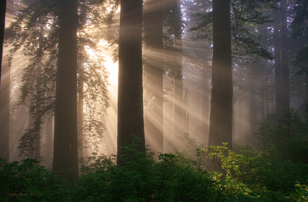 Sunshine - nature, sunshine, forests, trees