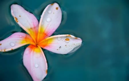 Floating Blossom - water, blossom, island, tropical, plumeria, float