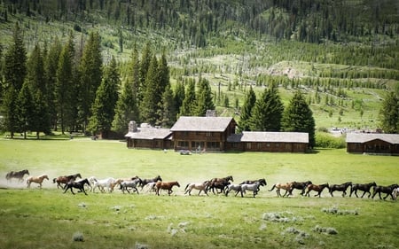 Field of Horses - field, trees, horses, mountain