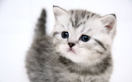 Cute Kitty - sweet, cat, kitten, little