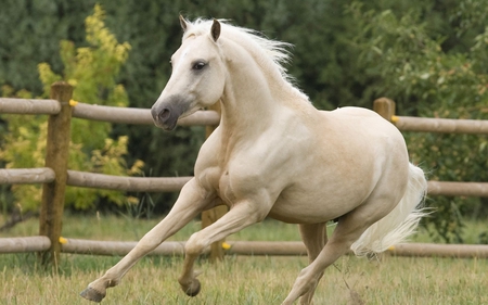 Galloping - white, trees, fence, horse