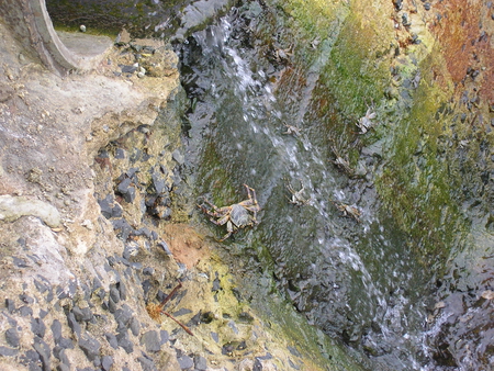 Crab on rocks by the beach - beach, crab, rocks, water