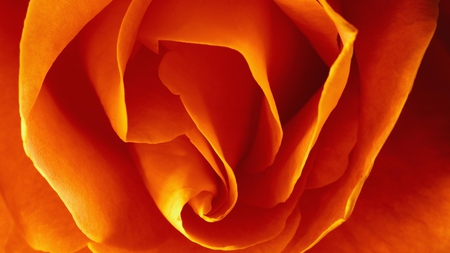 Orange Rose - love, nature, petals, romance, rose, smells