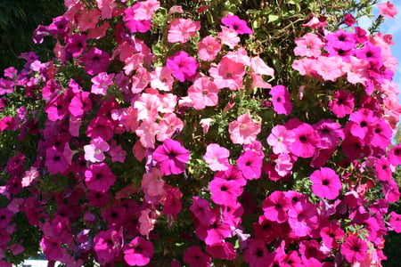 red and pink petunias Flowers  - yellow, blue, photography, pink, petunias, flowers, nature, red, green, sky