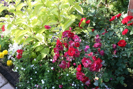 Wild red roses - flowers, roses, nature, yellow, red, green, photography