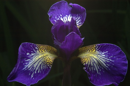 Purple Flower - flower, purple, beauty, yellow, nature