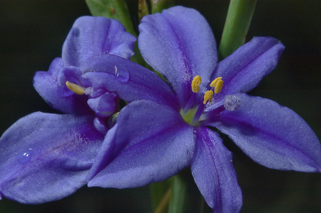 Purple Flowers - beauty, nature, purple, yellow, plant, green, flowers