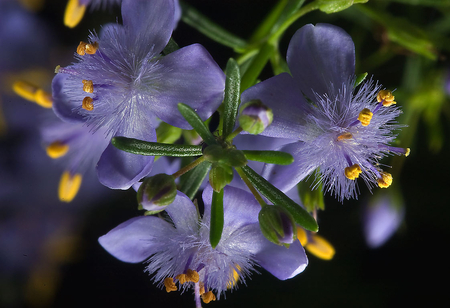 Purple Flowers - beauty, nature, purple, yellow, green, flowers