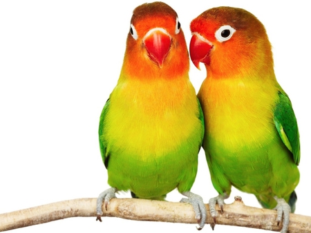 Parrot love - animal, color, bird, parrot