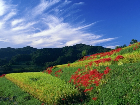 Field - field, mountain, grass, flower