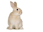 Beige rabbit