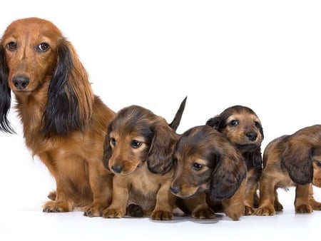 Sweet dog family - family, animal, pet, puppy, dog