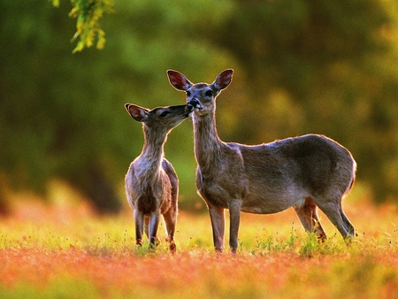 Deers - animal, grass, forest, derr, sweet