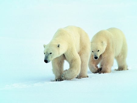 Polar bears - cub, snow, bear, winter, polar, arctic