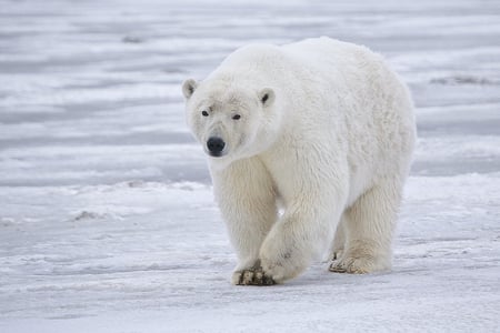 Polar bear - bear, polar, alaska, arctic, wildlife