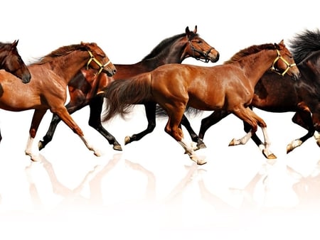 Horses runing - run, caravan, animal, horse