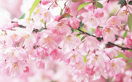 Sakura - nature beauty, cherry blossom, forest, sakura