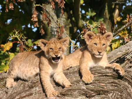 Cute Lion Cubs - lions, cubs, two, lion, babies, tree, little