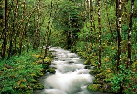 River - nature, forest, other, river