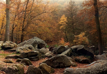 Autumn - nature, autumn, forest, other