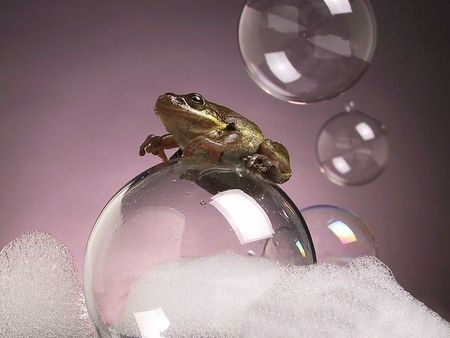 A frog - white, foam, frog, gold, bubble, light purple, green