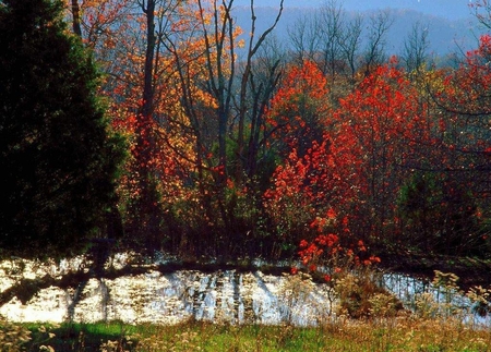 Autumn - nature, autumn, forest, other