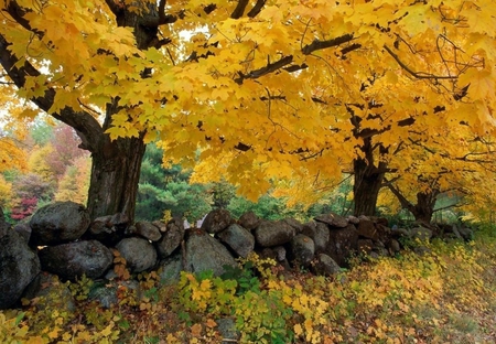 Tree - nature, tree, autumn, other