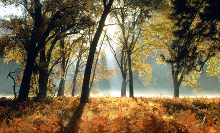 Forest - nature, autumn, forest, other