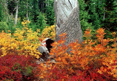 Autumn - nature, tree, autumn, other