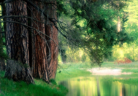 Kake - nature, lake, tree, other