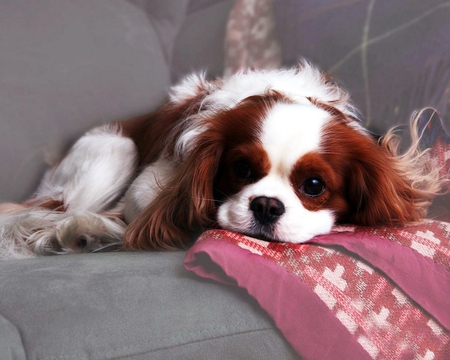 Cavalier King Charles Spaniel - puppy, cavalier king charles spaniel, dog, animal, dogs