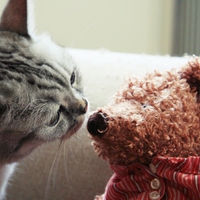 cat with teddy