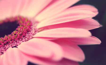 Pink tenderness - tenderness, beauty, flower, petals, pink, pink flower