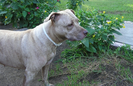 I SEE SOMETHING - rednose, pitbull, dog, terrier