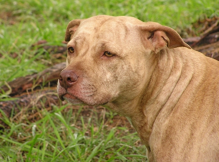 CONCENTRATION - dog, rednose, pitbull, terrier