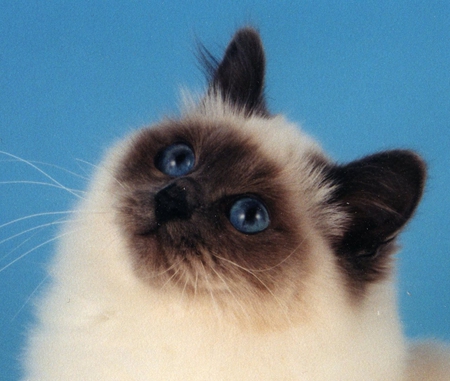 BIRMAN CATR - beauty, birman, animal, cat