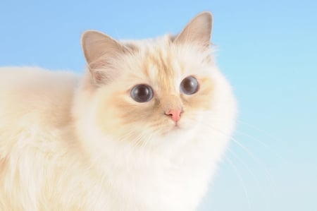 BIRMAN CAT - animal, beauty, birman, cat