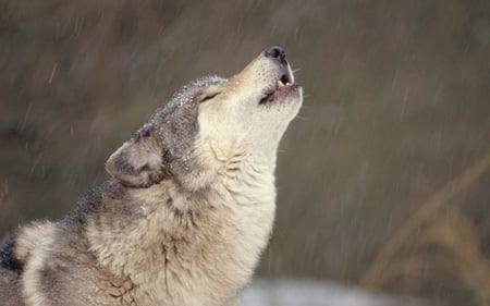 HOWLING TIMBER WOLF - animal, wolf, fierce, gray