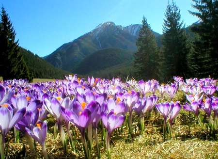 Flowers - flowers, mauntains, nature, other