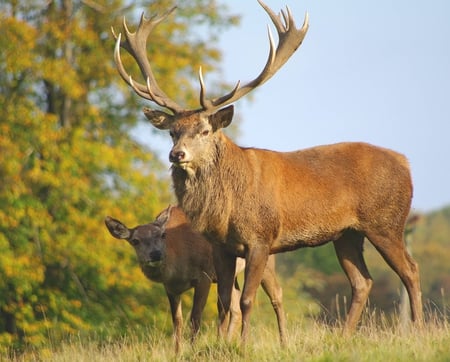 DEER - animal, forest, deer, horns