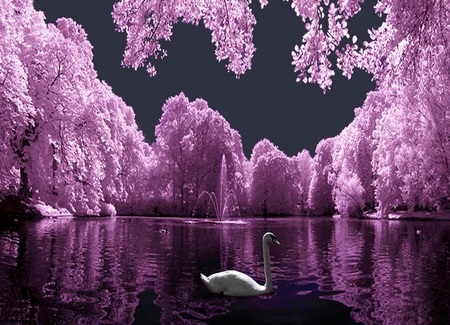 Purple lake - nature, purple, lake, other