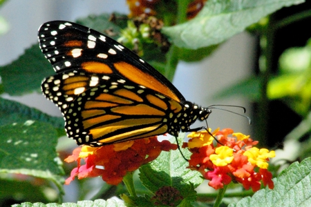 Beautiful Monarch - monarch, butterfly, flowers, insects