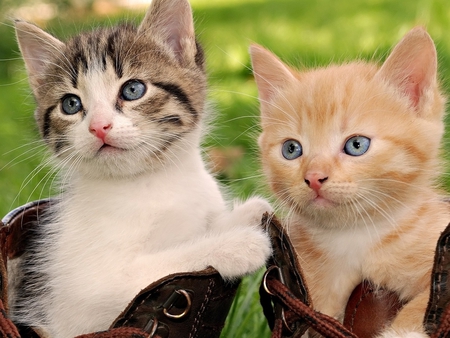 Kittens in the garden - cat, feline, animal, pet, sweet, grass, garden, kitten